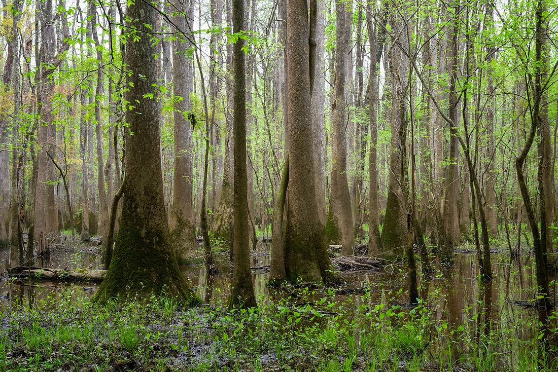 Congaree National Park-5