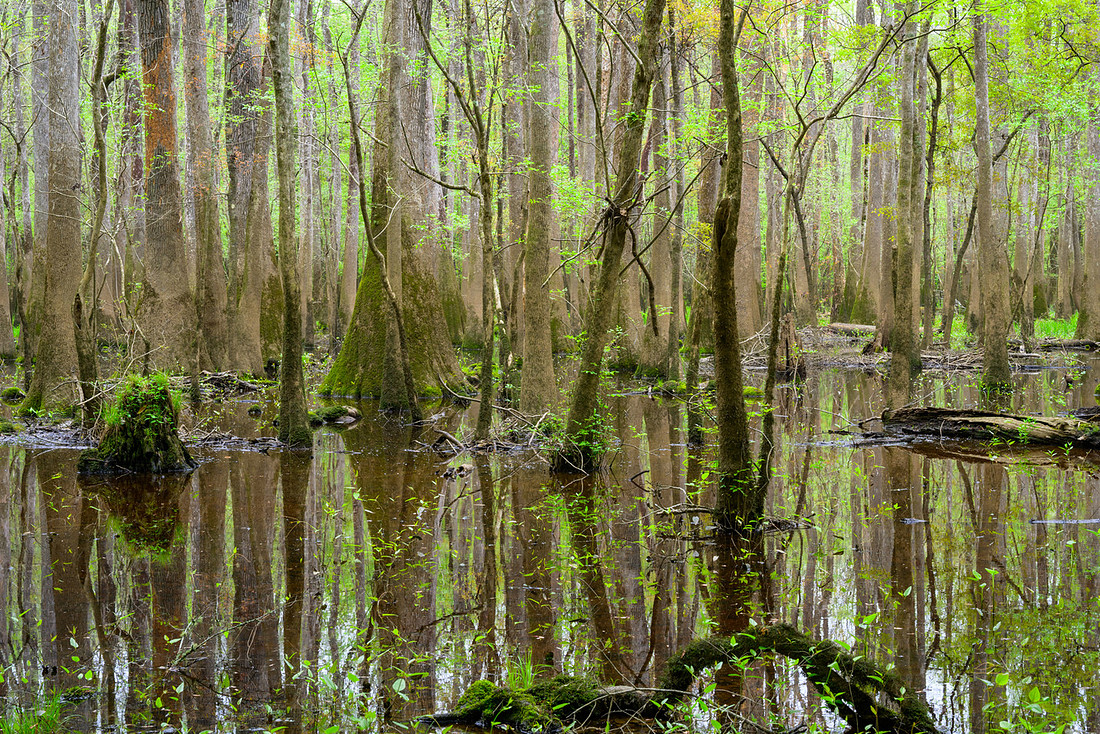 Congaree National Park-6