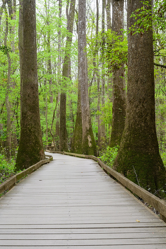 Congaree National Park-2