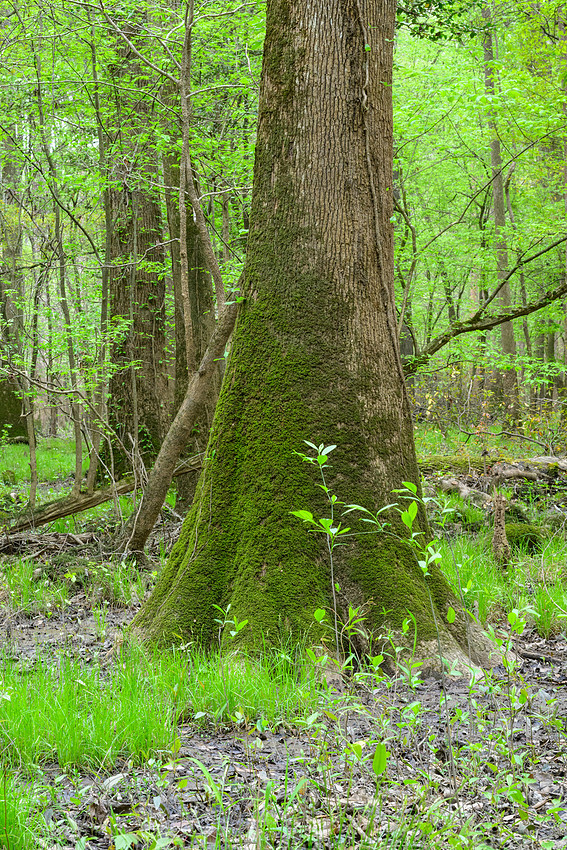 Congaree National Park-3