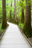 Congaree National Park-1