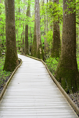 Congaree National Park-1