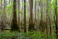 Congaree National Park-5