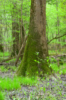 Congaree National Park-3