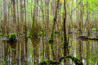 Congaree National Park-6