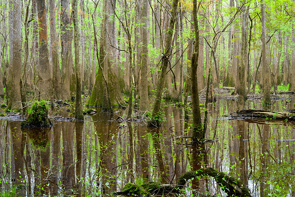 Congaree National Park-6