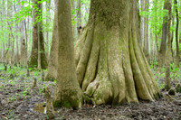 Congaree National Park-9
