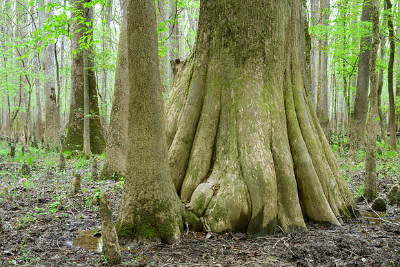 Congaree National Park-9