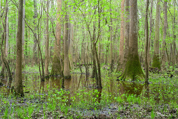 Congaree National Park-7