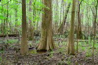 Congaree National Park-8