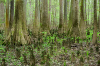 Congaree National Park-10