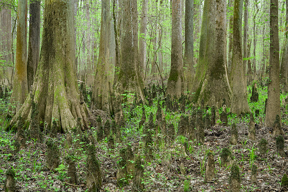 Congaree National Park-10
