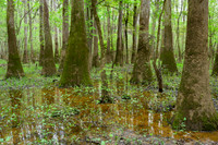Congaree National Park-12