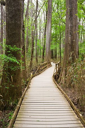 Congaree National Park-15
