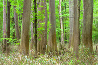Congaree National Park-14