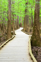 Congaree National Park-17
