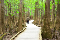 Congaree National Park-18