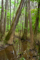 Congaree National Park-20