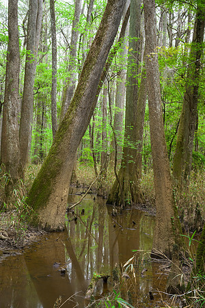 Congaree National Park-20