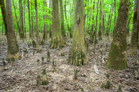 Congaree National Park-19