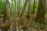 Congaree National Park-21