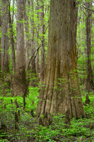 Congaree National Park-22