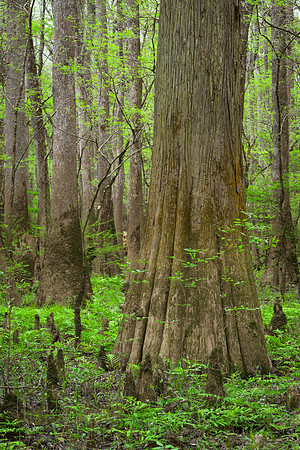 Congaree National Park-22