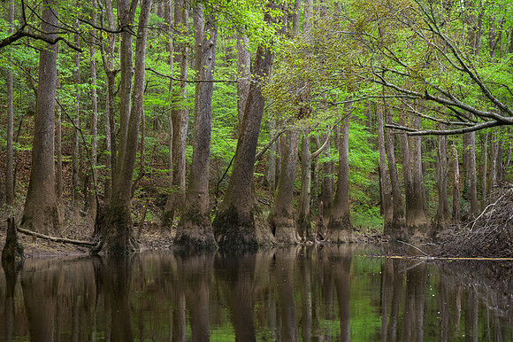 Congaree National Park-26