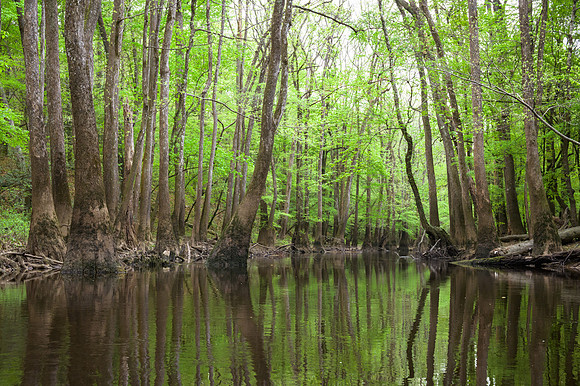 Congaree National Park-29