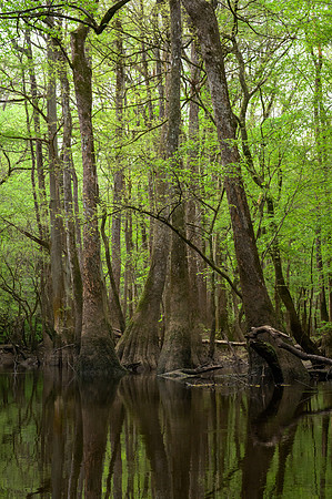 Congaree National Park-30