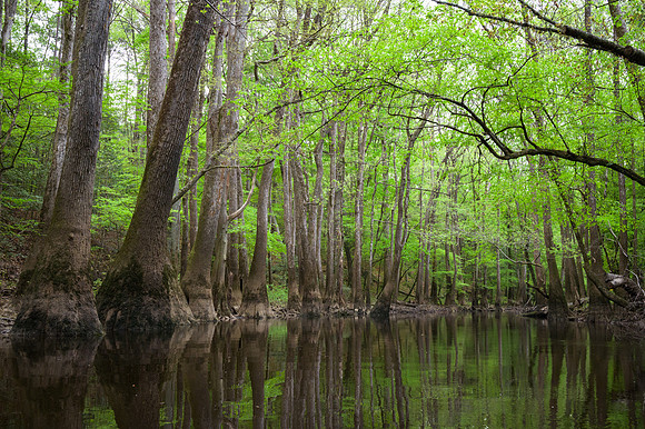 Congaree National Park-28