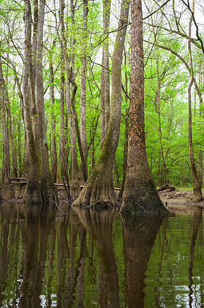 Congaree National Park-35