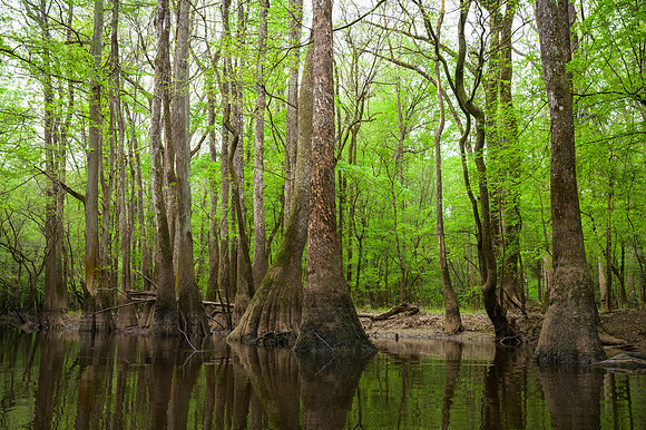 Congaree National Park-34