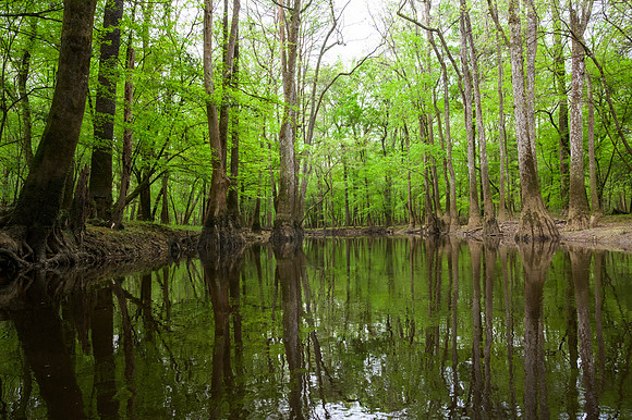 Congaree National Park-40
