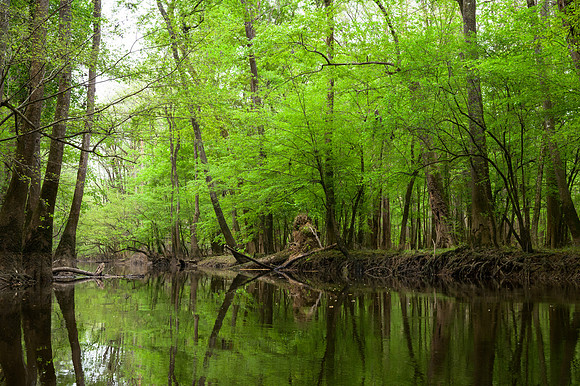 Congaree National Park-42