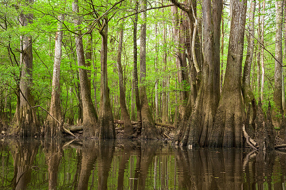 Congaree National Park-43