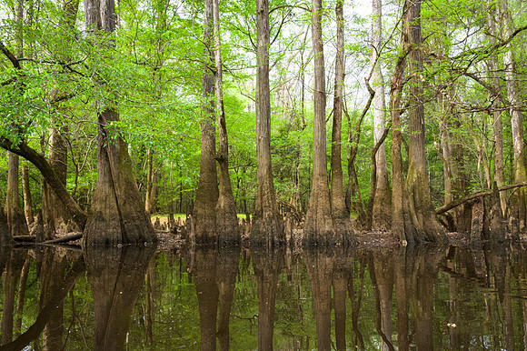 Congaree National Park-46