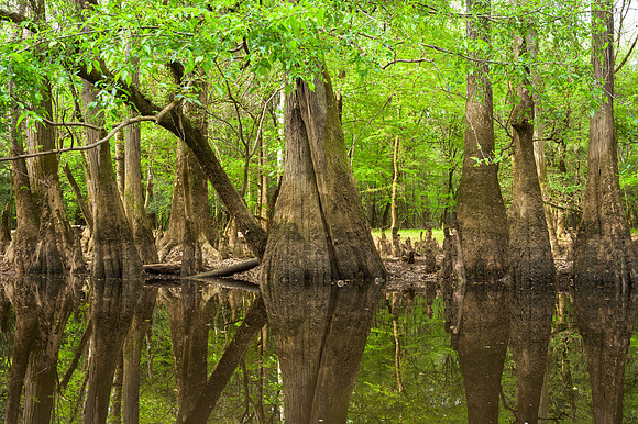 Congaree National Park-47