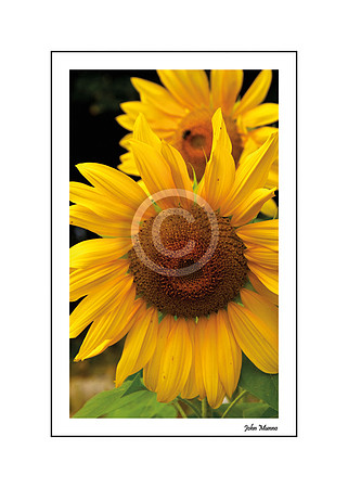 Sunflowers