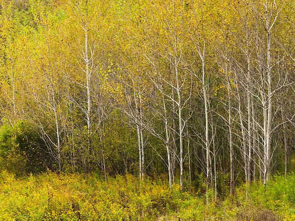 Birch Trees in Autumn
