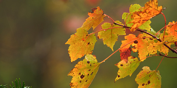 leaves meeting