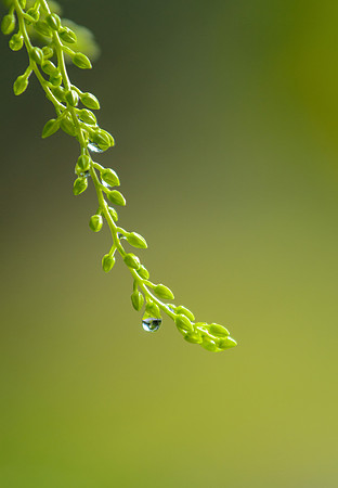 drops of rain on morning plants