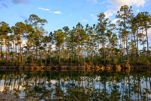 The Everglades