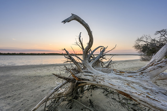 Driftwood