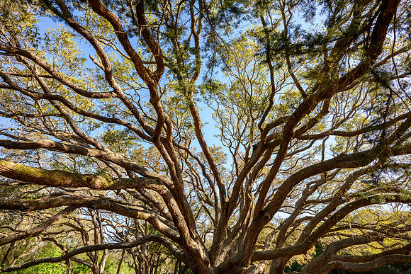 Crooked Tree
