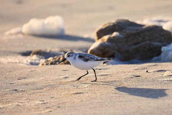 Sandpiper Shuffle