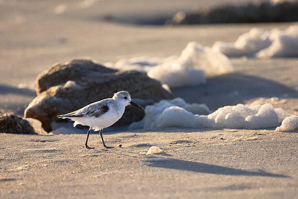 Sandpiper