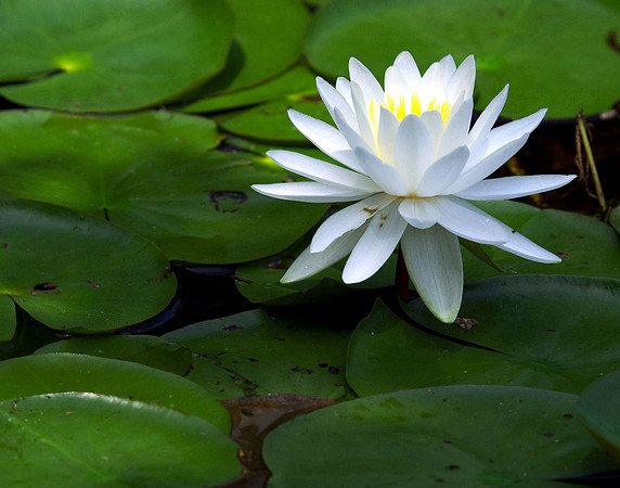 photograph of a lotus flower blossom in Oxford Connecticut Pond