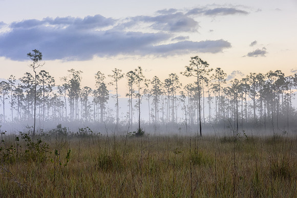 Everglades Morning