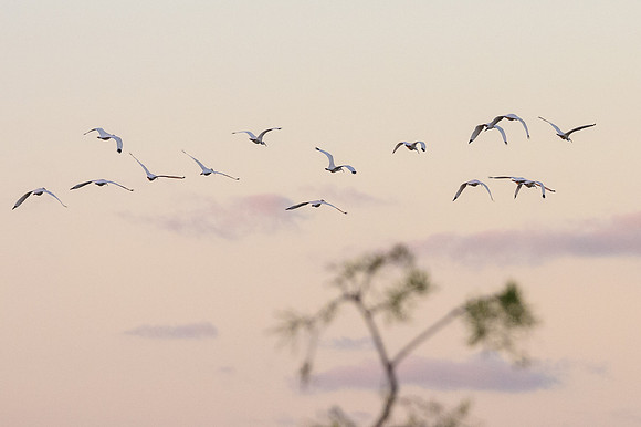 White Ibis